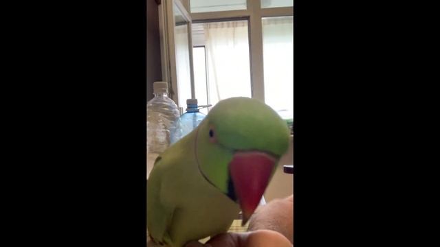 Show1 смотреть онлайн