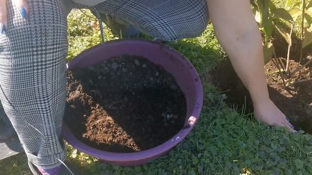 Как посадить метельчатую гортензию осенью смотреть онлайн