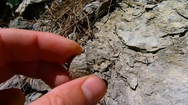 Окаменелые морские ежи Яузлар смотреть онлайн
