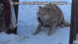 Прибилась классная собачка, хозяин отзовись! Лайк в поддержку поиска хозяина!