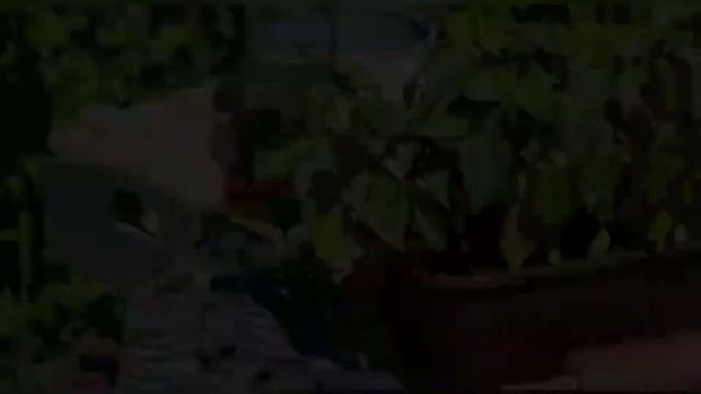 Рассада овощей