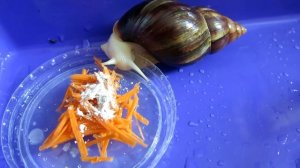 Улитка ахатина | Чем кормить