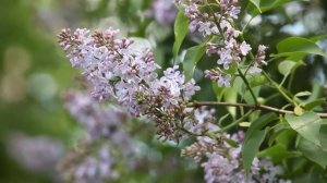 Эдик Салоникский - Мой друг