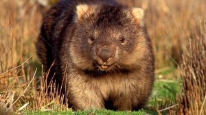 Вомбат интересные факты