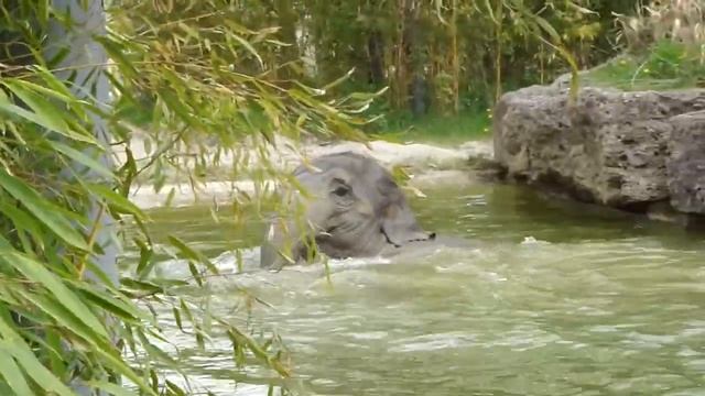 Elefanten baden im Tierpark Hellabrunn München смотреть онлайн