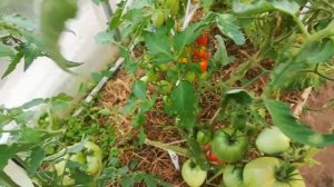 Томат Кардинал Мазарини.