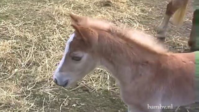 haflinger foal kicks dog смотреть онлайн