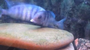 голубой дельфин - Cyrtocara moorii. Первый Нерест