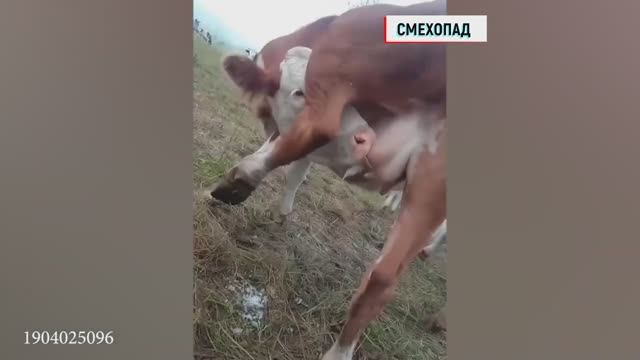 Смешные видосики 7 марта смотреть всем hd смотреть онлайн