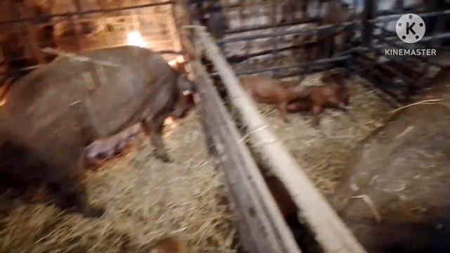 Опоросилась красножопик. Не свинарник а детский сад из поросят.Такую свиноматку можно оставлять. смотреть онлайн