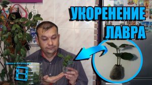 ЛУЧШИЙ СПОСОБ РАЗМНОЖЕНИЕ ЛАВРА БЛАГОРОДНОГО. ЧЕРЕНКОВАНИЕ ЛАВРА. ЭКЗОТИКА НА ПОДОКОННИКЕ