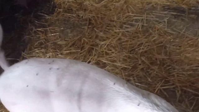 Огородик радует...Свиньи растут...Стройка очень медленно идёт...