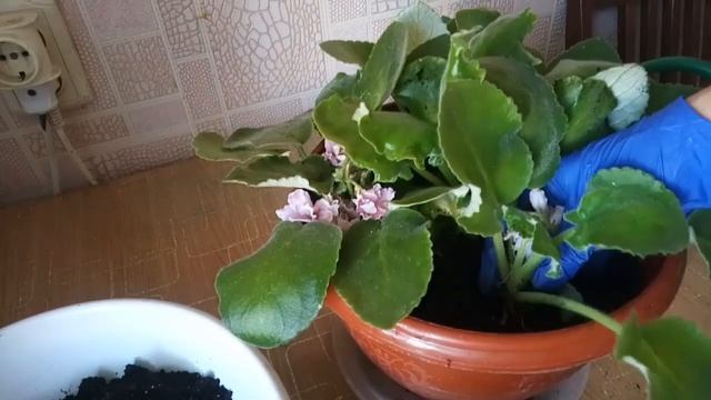 Как правильно заглубить фиалку .Фиалка уход в домашних условиях. смотреть онлайн