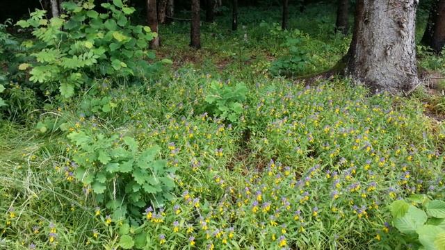 Лесная Поляна | Дмитровский район, Думино, Плетенёво, Якоть, Святогорово | СНТ Лесная Поляна-3 ??? смотреть онлайн
