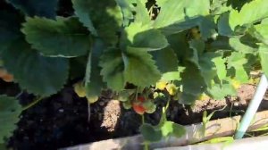 Подвязываем клубнику самым простым способом  без заморочек.