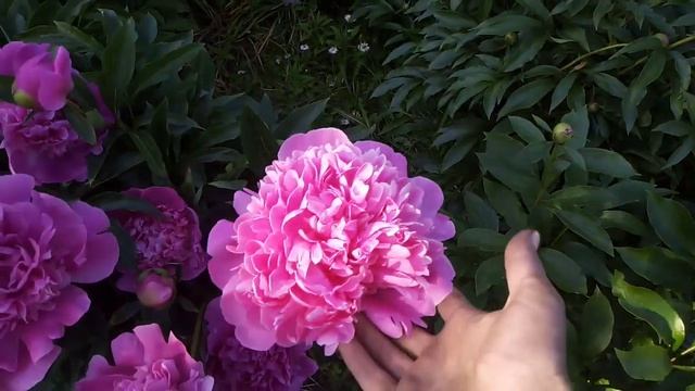 12 Июня 2020 года /Пятница/Жара... Дача..... Пионы......... смотреть онлайн