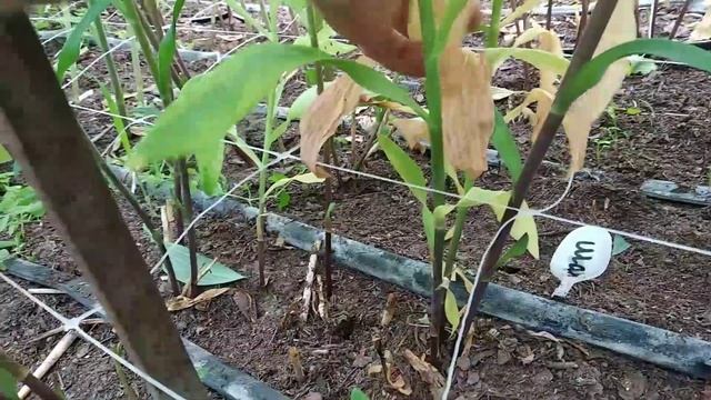 Альстромерия. смотреть онлайн