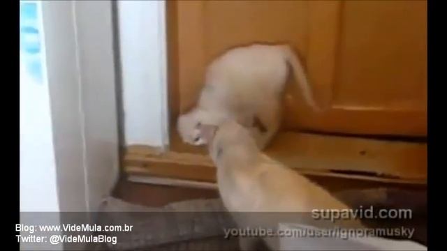 Capoeira Cat - Fighting pose #dorgas смотреть онлайн