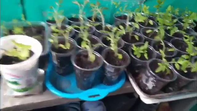 Внучка в гостях, рассада помидор, машинка полуавтомат Жизнь в деревне, Простая жизнь на селе смотреть онлайн