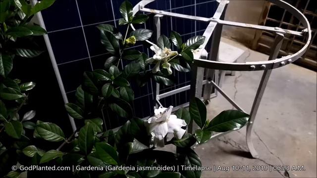Gardenia (Gardenia jasminoides) | Timelapse | Aug 10-11, 2019 смотреть онлайн