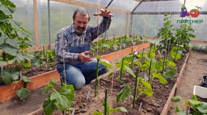 Как формировать огурцы