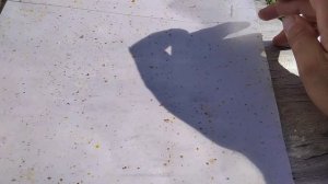 Обработка пчел от клеща настоем красного перца?