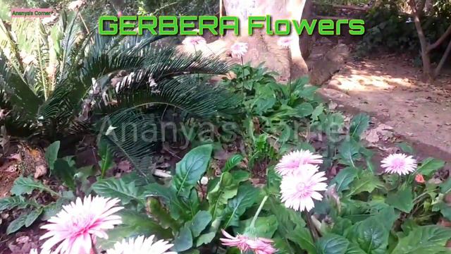 🌿Gerbera Plant care смотреть онлайн