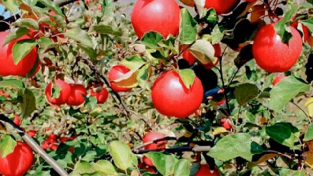 Характеристика сорта яблони Апорт смотреть онлайн