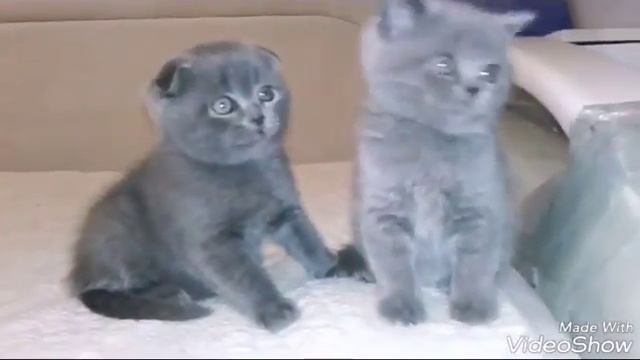 ???? (котятам полтора месяца) смотреть онлайн