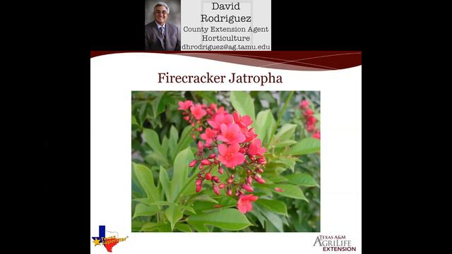 A Tropical Escape with Texas Superstar® Plants with David Rodriguez смотреть онлайн