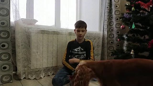 Самая умная собака на ютуб|Elisha Pets смотреть онлайн