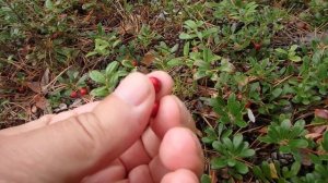 Тайга. Брусника и толокнянка