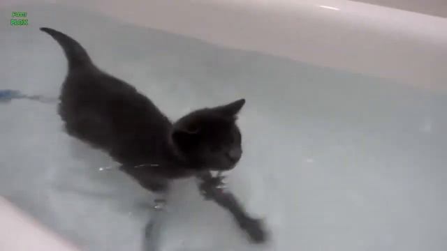 Кошка плавает в бассейне!Шок! смотреть онлайн