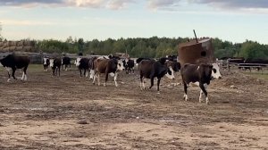 Коровы ярославской породы возвращаются с пастбища.