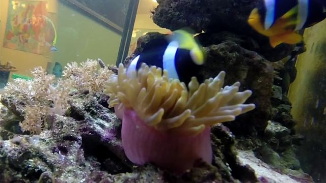 морской аквариум рыба клоун и актиния смотреть онлайн