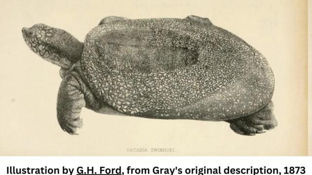 Largest Freshwater Turtle Species Doomed To Extinction After Last Female Washes Up Dead