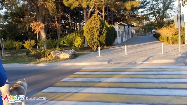 #АНАПА 5.11.2019. Утро. Золото осени. Лошадки в Детском парке. Море и пляж. Хаски Дайя. Погода. смотреть онлайн