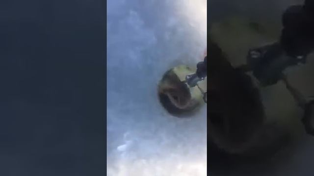 Щука на севере! смотреть онлайн