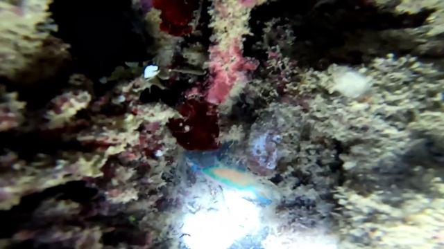 UNEXPECTED BLESSINGS? | Pamamana sa malamig at malabong GABI?#spearfishingPhilippines #supportlocal смотреть онлайн