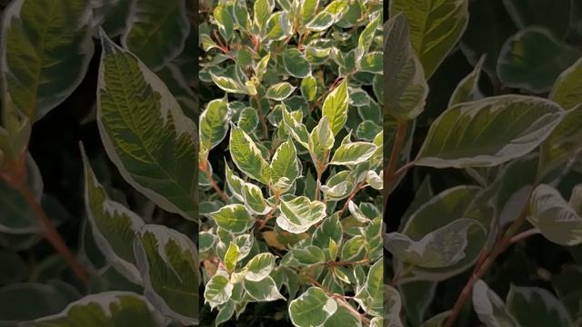 Дерен Сибирика вариегата, ЛПХ "Хочу свой сад" смотреть онлайн