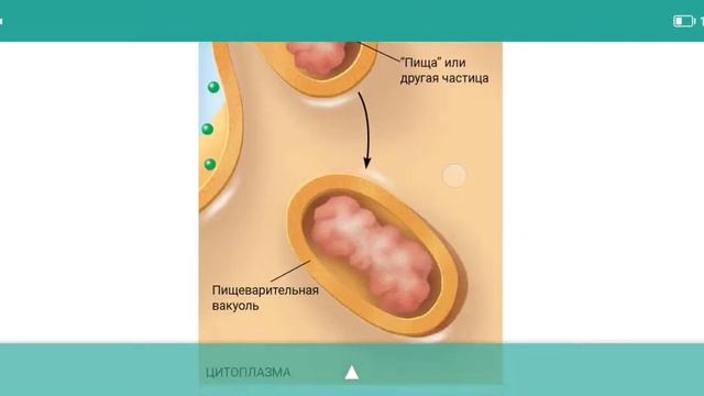 Цитозы. Эндо- и экзоцитоз. Фагоцитоз, пиноцитоз