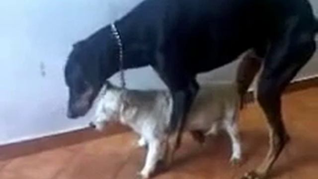 Неудачное СПАРИВАНИЕ СОБАК!!! ПРИКОЛ