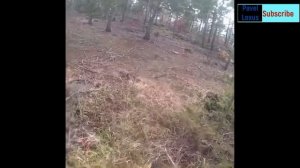 Oxoта на дикого КАБАНА нарезка Самые Жестокие моменты