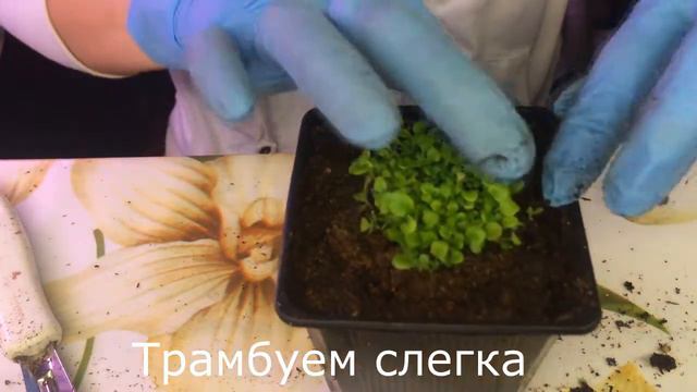 Пикировка лобелии