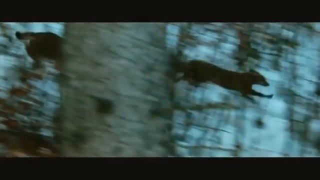 Смышленая лиса,спасается от рыси смотреть онлайн
