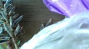 собрала семена люпина, сэкономила