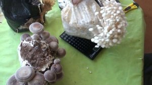 Экзотические грибы на домашней грибной миниферме