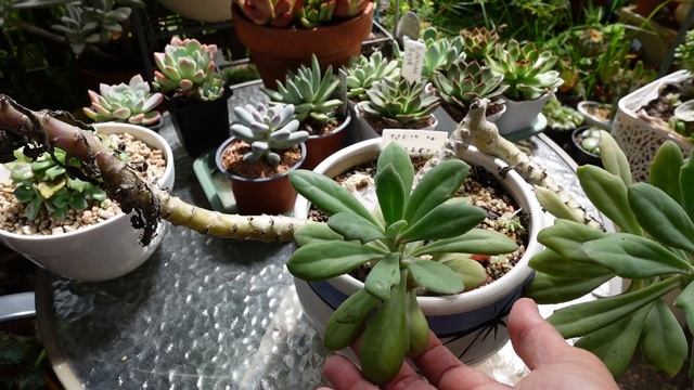 KLEINIA FULGENS - My Oldest Plant  | THROWBACK Thursday #2