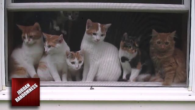 Group of cats react to 'Call of Duty' sound effects смотреть онлайн