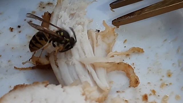 Оса не успокаивается, все ей мясо мало, как так можно? смотреть онлайн